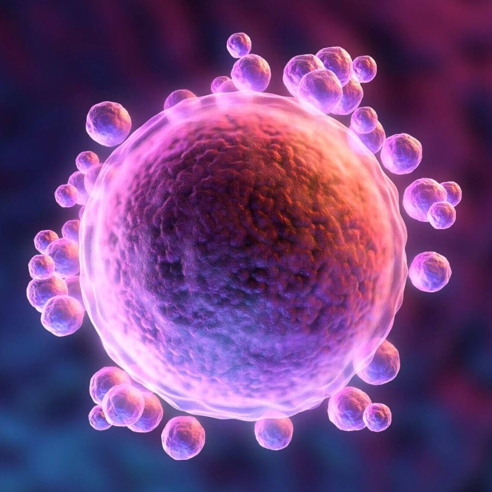 Human-oocyte-computer-artwork.-Credit-Science-Photo-Library-SCIEPRO-Getty-Images Human-oocyte-computer-artwork.-Credit-Science-Photo-Library-SCIEPRO-Getty-Images