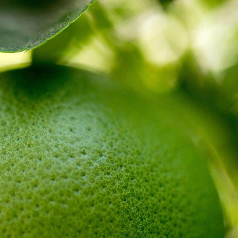 jason-leung-HVege3uF3Z8-unsplash