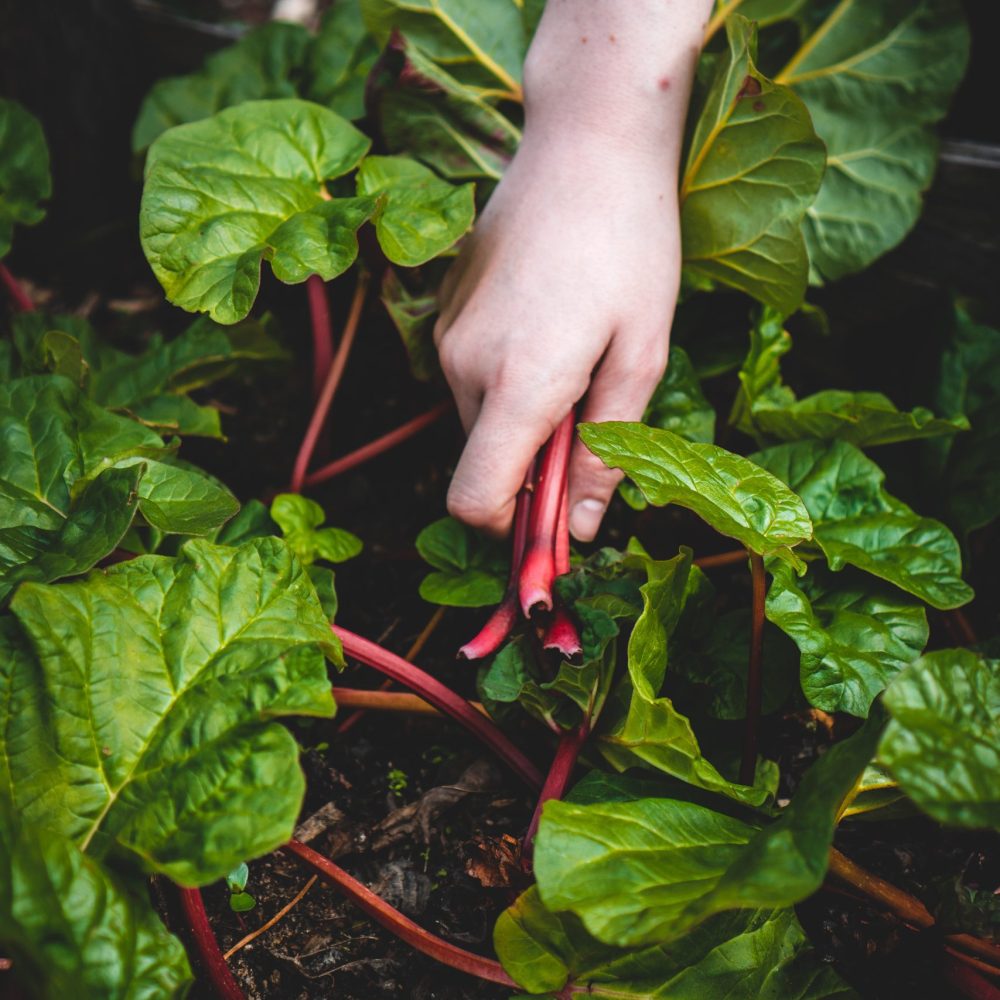 jonathan-kemper-oHCalaoeD0Q-unsplash jonathan-kemper-oHCalaoeD0Q-unsplash