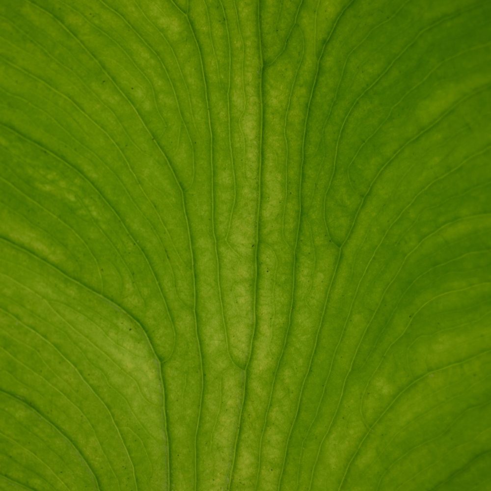kira-laktionov-6GQs3AYwU9s-unsplash kira-laktionov-6GQs3AYwU9s-unsplash